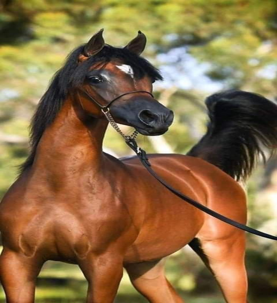 صورة الفحل